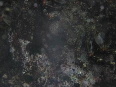 Underwater Nature Festival