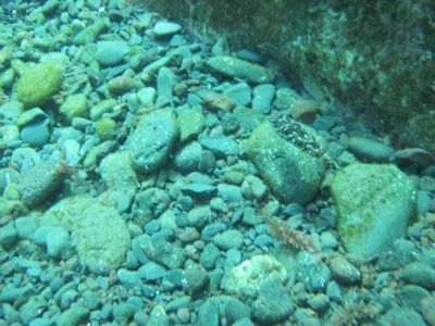 Underwater Nature Festival