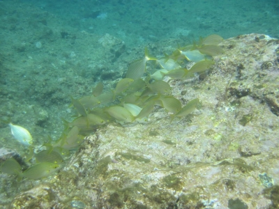 Underwater Nature Festival