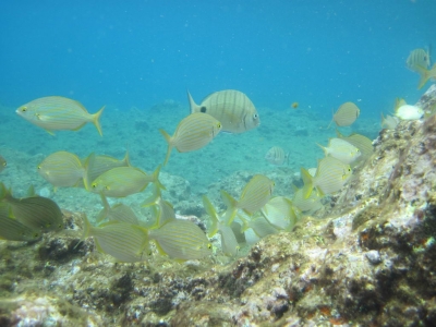Underwater Nature Festival