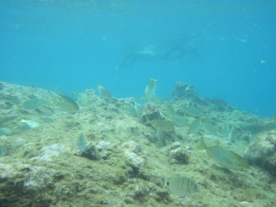 Underwater Nature Festival