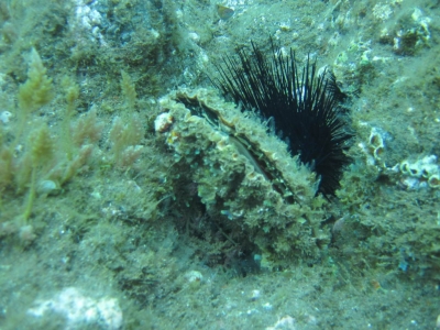 Underwater Nature Festival