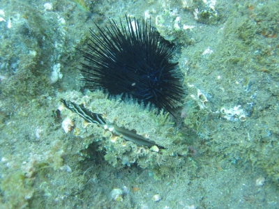 Underwater Nature Festival