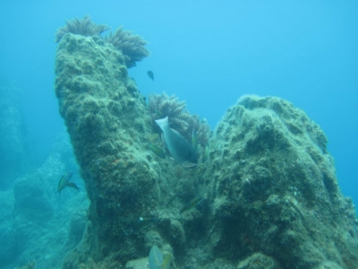 Underwater Nature Festival