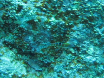 Underwater Nature Festival