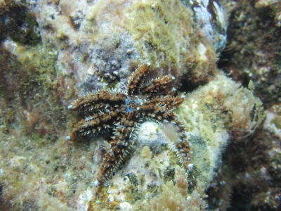 Underwater Nature Festival