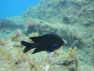 Underwater Nature Festival