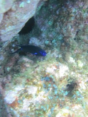 Underwater Nature Festival