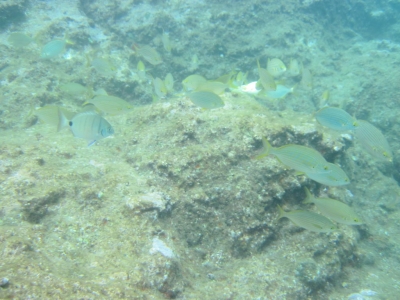 Underwater Nature Festival