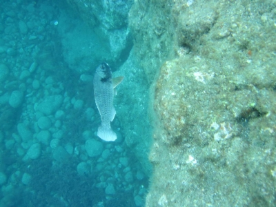 Underwater Nature Festival