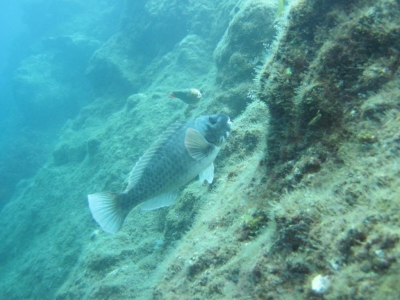 Underwater Nature Festival