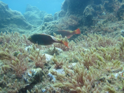 Underwater Nature Festival