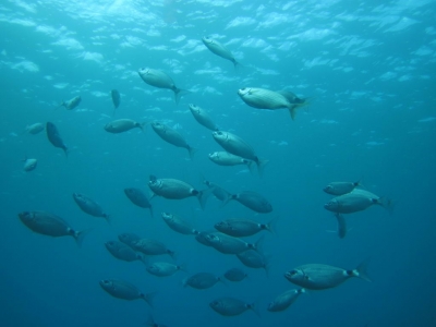 Underwater Nature Festival
