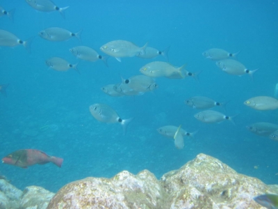 Underwater Nature Festival